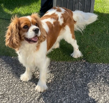 Beautiful Cavalier boy for sale