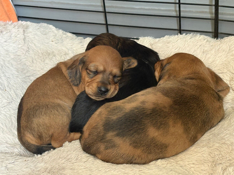 Miniature Dachshund Puppies