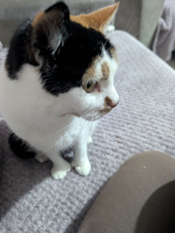 Bella the tortoise shell cat