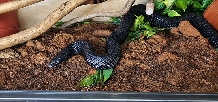 Full black pine snake