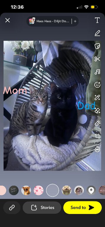 Kittens ready in 6 weeks