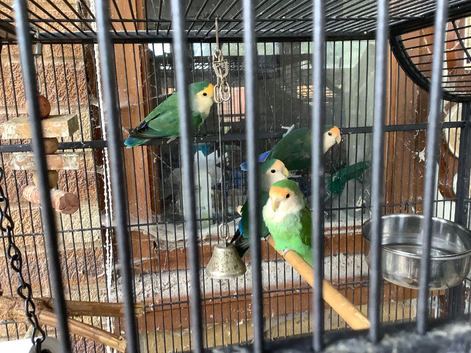 4 lovebirds for sale, 2 years old, complete with large cage, would like them to all go together