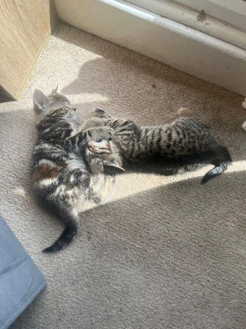 Kittens for sale
