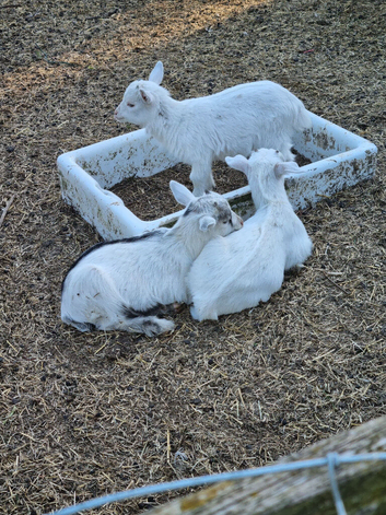 Pygmy kids