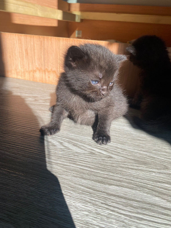 4 georgus kittens