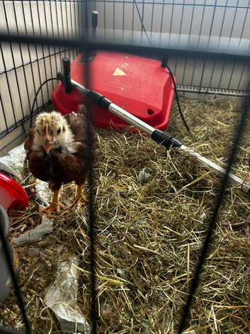 Free Crested rock and Rhode island red chicks