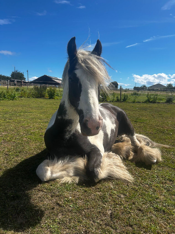 IDEAL LEAD REIN FIRST PONY