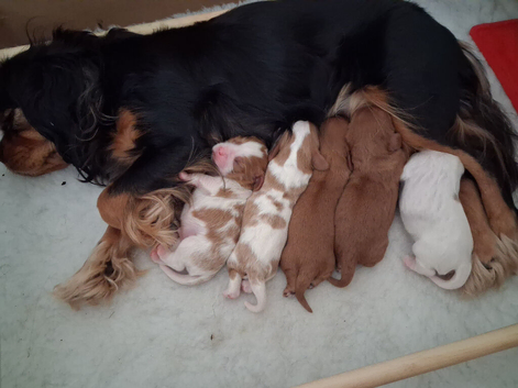 Cavalier king charles Boy