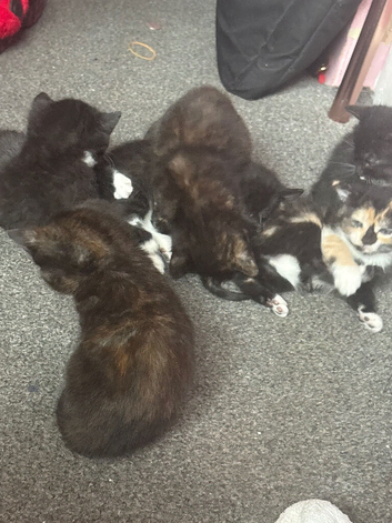 Kittens