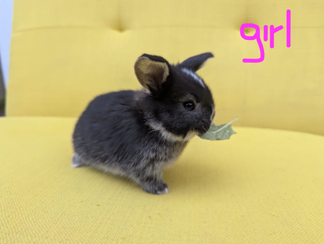 French Lop/ Mini Lop