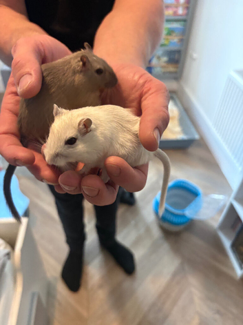 Pair of Gerbils with cage