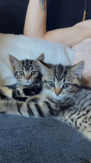 Kittens.