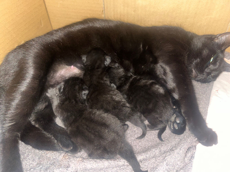 Kittens