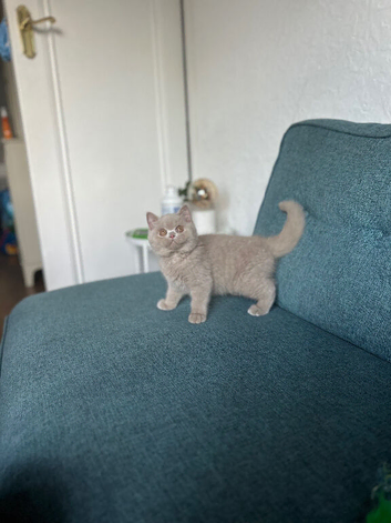 Three beautiful British shorthairs-boys
