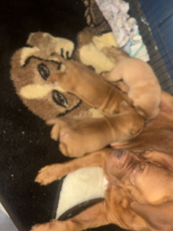 Dogue de Bordeaux puppys