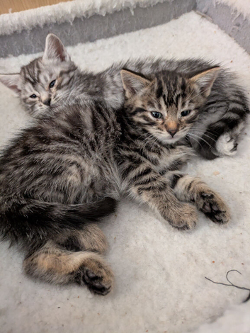Bengal cross kittens ready now