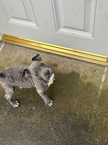 Staffy x patterdal