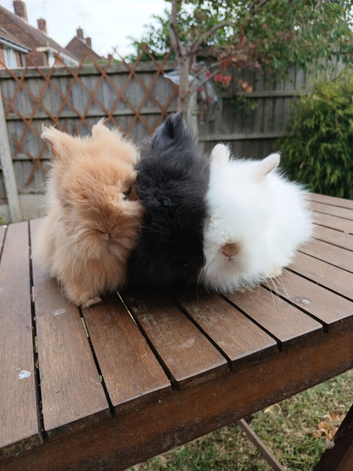 Beautiful dm lionheads to reserve