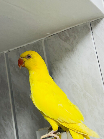 Yellow Ringneck parrot for sale