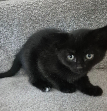 2 female kittens for sale