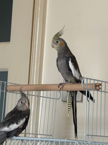 For sale white face male cockatiel