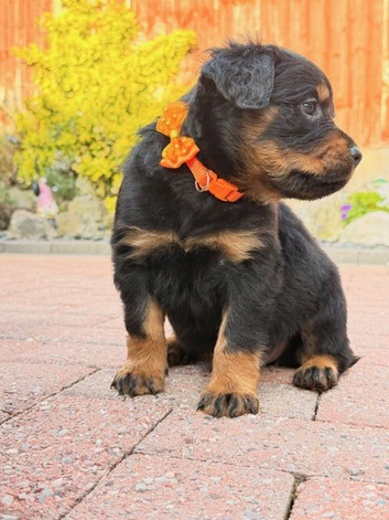 Ready to Go - Fluffy Rottweiler Puppies