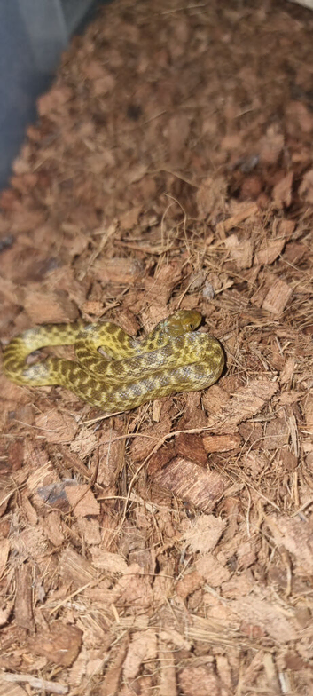 Cb2026 Magagascan cat eyed snakes