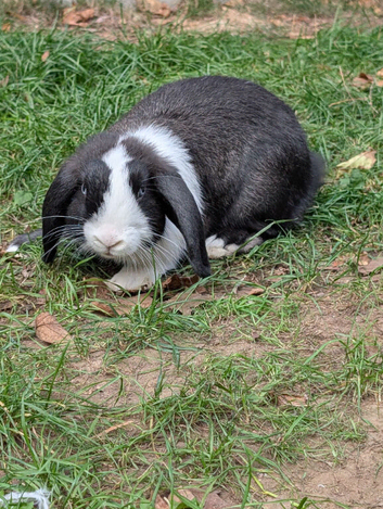 Stunning Mini Lops Ready Now