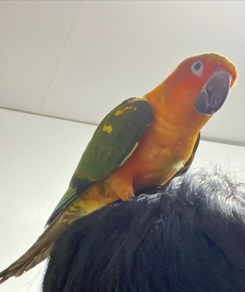 8 month old sun conure for sale