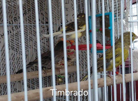 Six Spanish Timbrados For Sale.