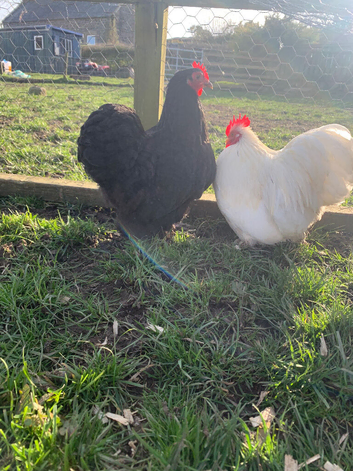 Mixed Pekin&rsquo;s hatching eggs
