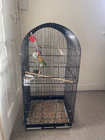 Lovebird with cage water thing food thing and with 3 perch's read description