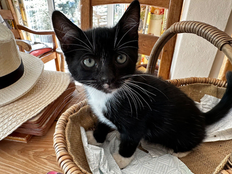 Tom kitten thinks he&rsquo;s a puppy as our dog helped raise him