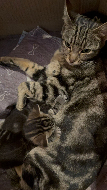 1/2 bengal kitten