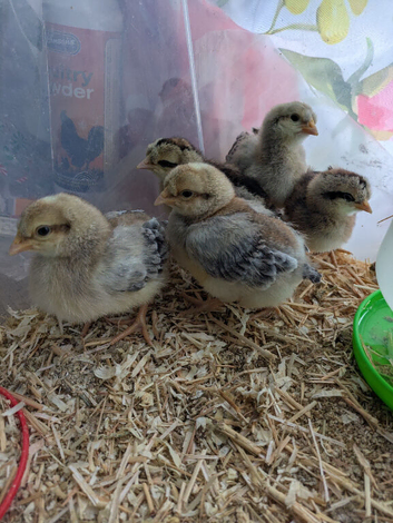 3 approximately 3 week old cream legbar cockerel chicks