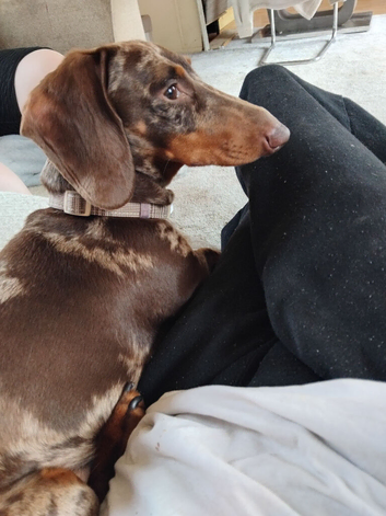 Miniature Dachshund 2 Years old