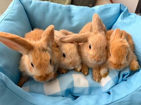 Baby bunnies ready to go.