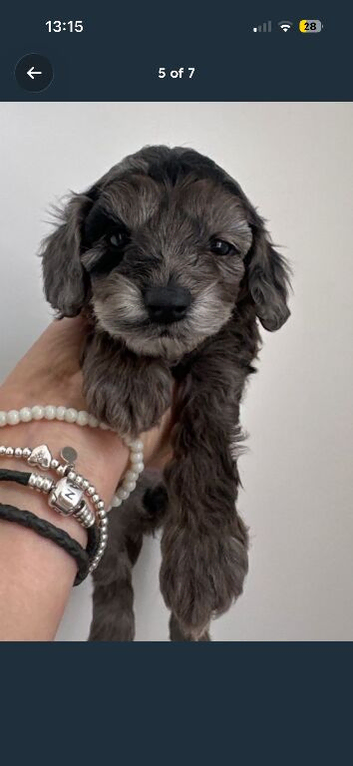 doxiepoo pups 1x female 4x male