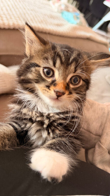 Beautiful kittens needing A* homes