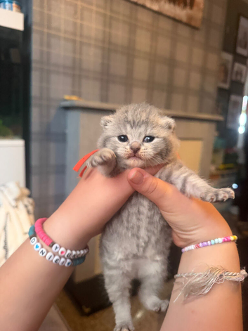 9 beautiful British shorthairs