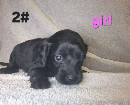 Cockapoo puppies