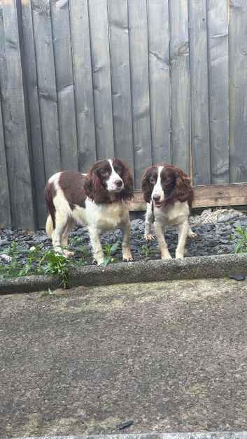 2 sister springer spaniel
