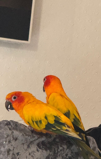 Breeding pair of Sun Conures