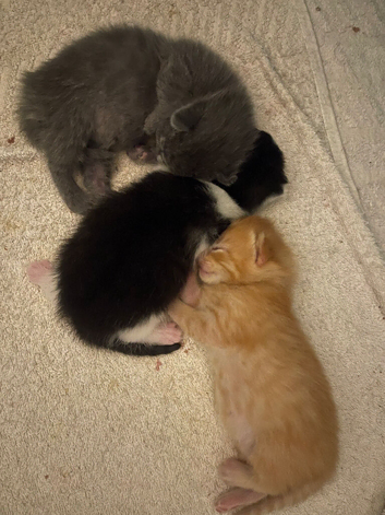 Ginger kitten