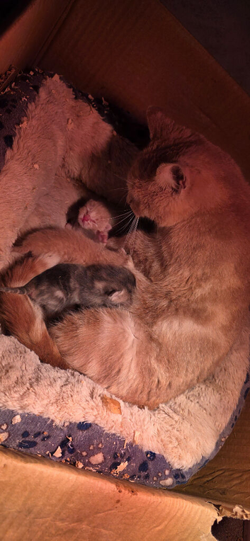2 male kittens