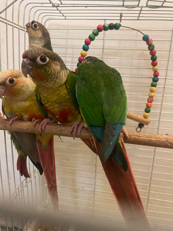 Baby conures