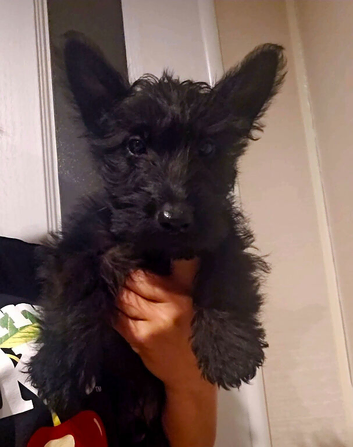 Scottish terrier boys