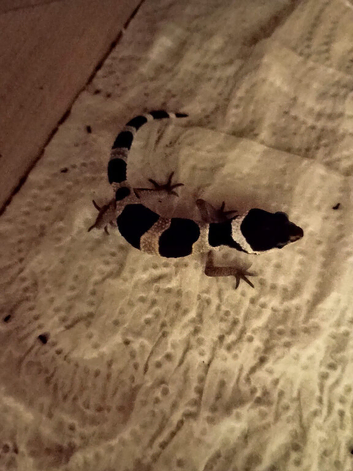 Leopard gecko babies