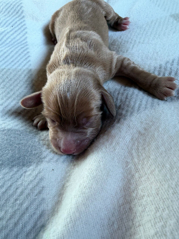 Cocker spaniels KC