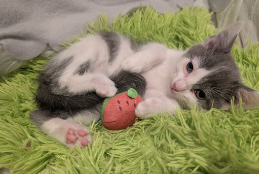 Striking Blue and White male kitten     RE AVAILABLE    Ready to Leave